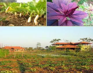 organic farm